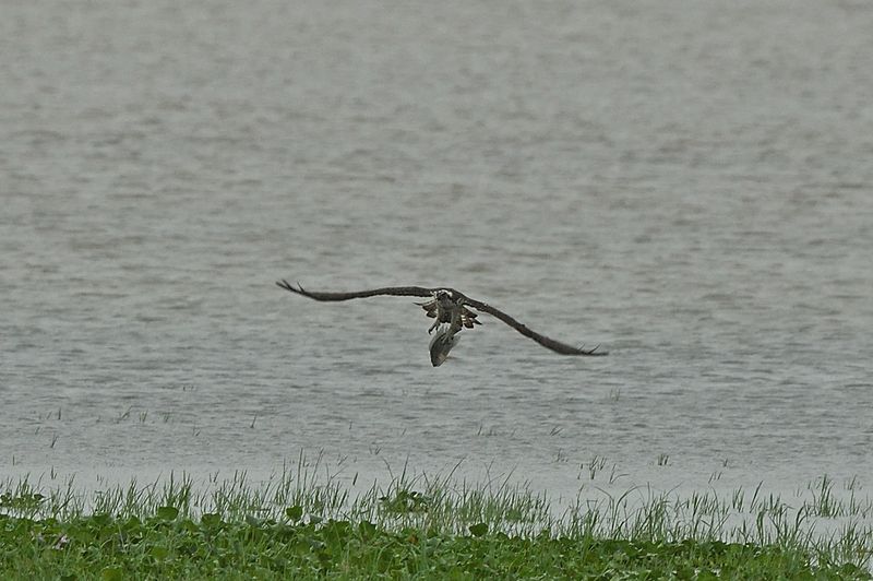 Osprey