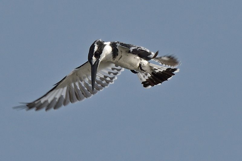 Pied Kingfisher