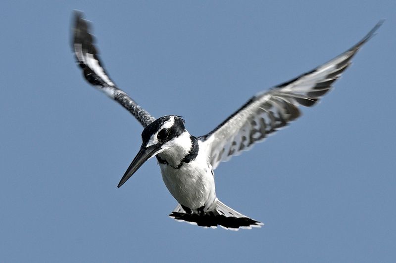 Pied Kingfisher