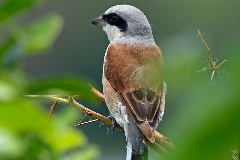 Red backed Shrike