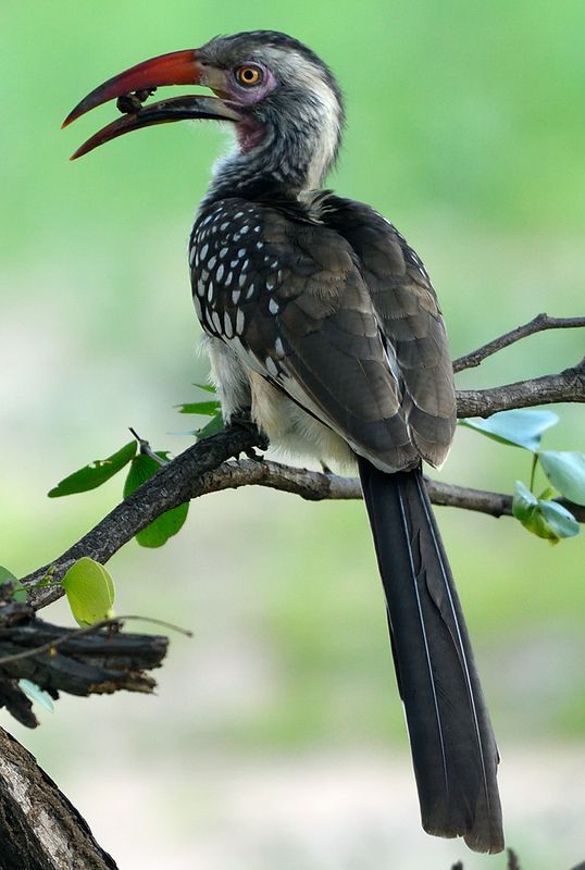 Red billed Hornbill