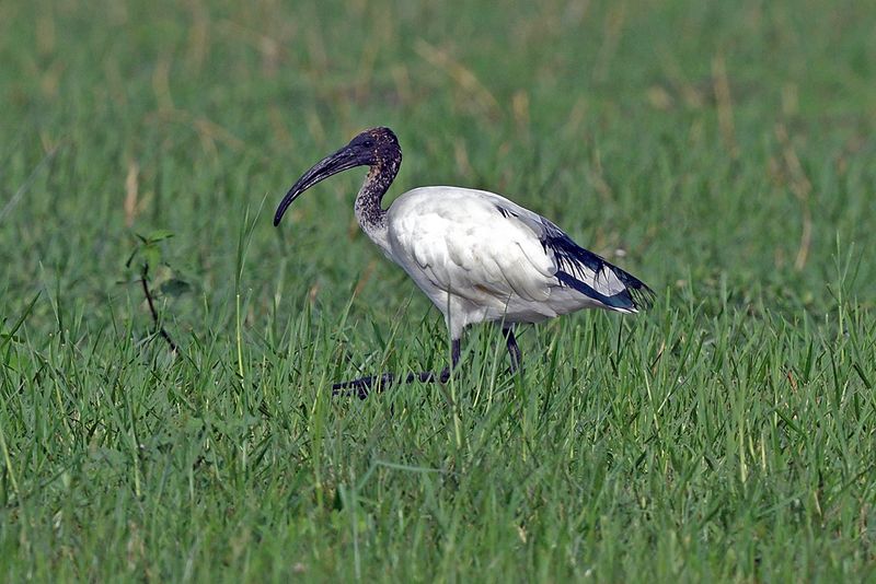 Sacred Ibis