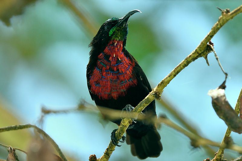 Scarlet chested Sunbird