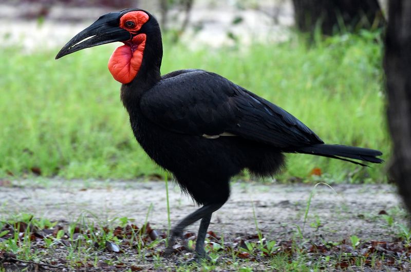 Southern Ground Hornbill