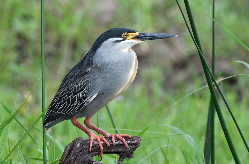 Striated Heron