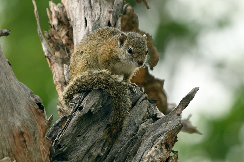 Tree Squirrel