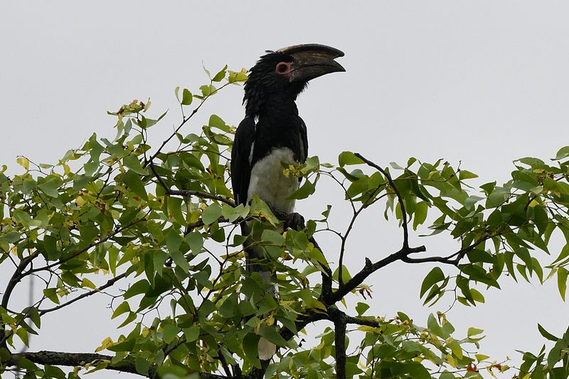 Trumpter Hornbill