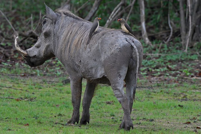 Warthog & Oxpeckers