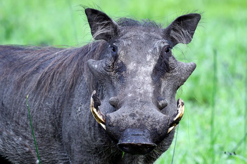 Warthog