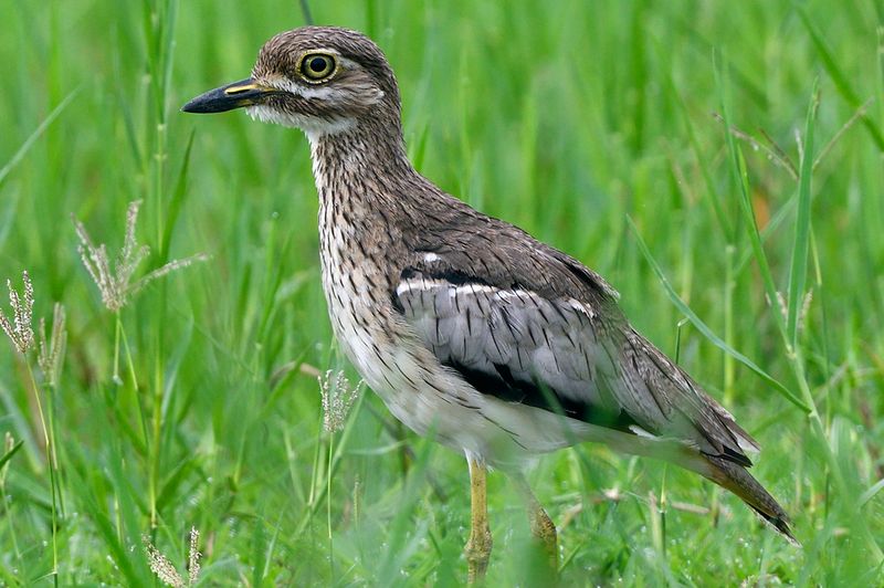 Water Thick Knee