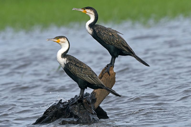 White breasted Cormorant