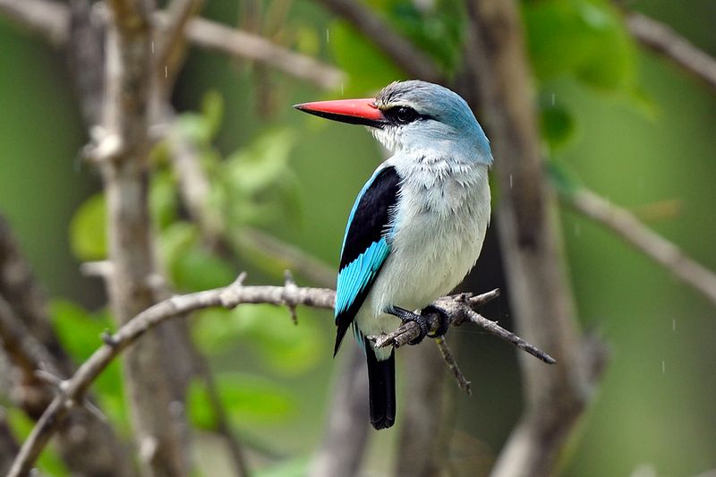 Woodland Kingfisher