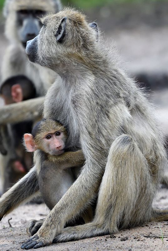 Yellow Baboons