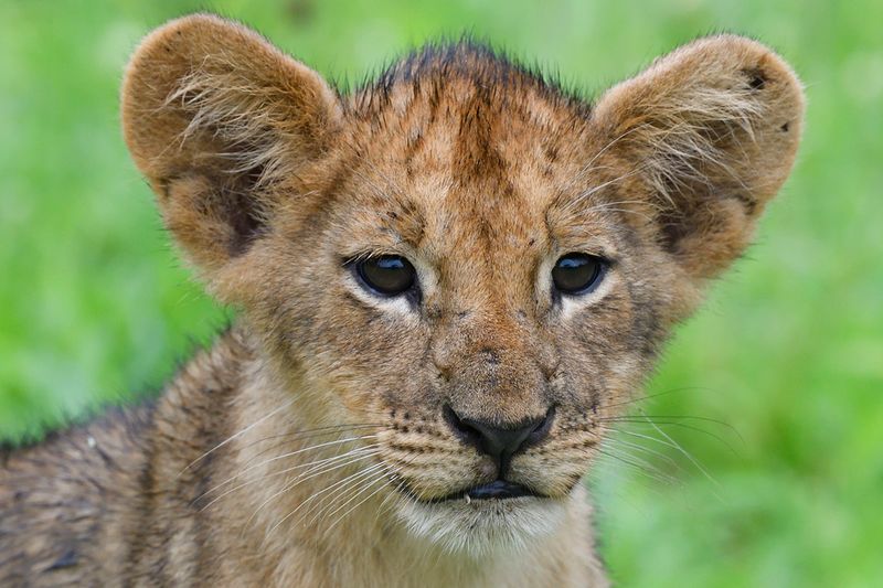 Zambia 2023 - Just Cats