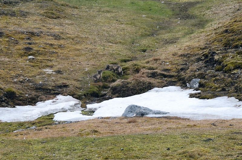 Arctic Fox Cubs