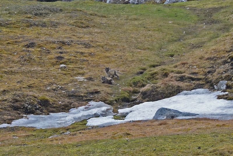 Arctic Fox Cubs