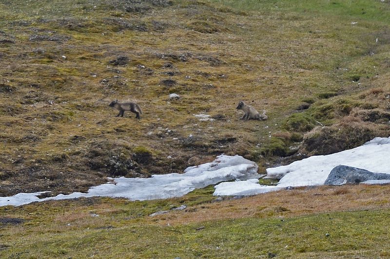 Arctic Fox Cubs