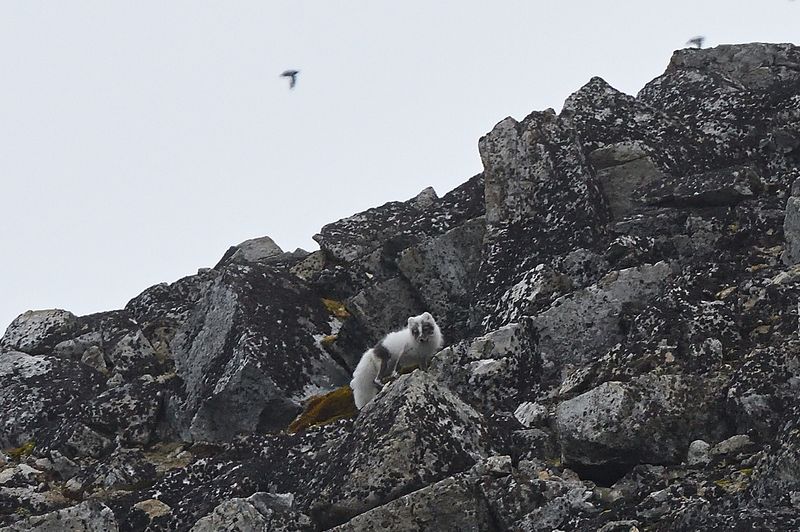 Arctic Fox