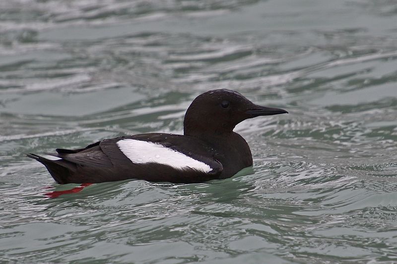 Black Guillimot