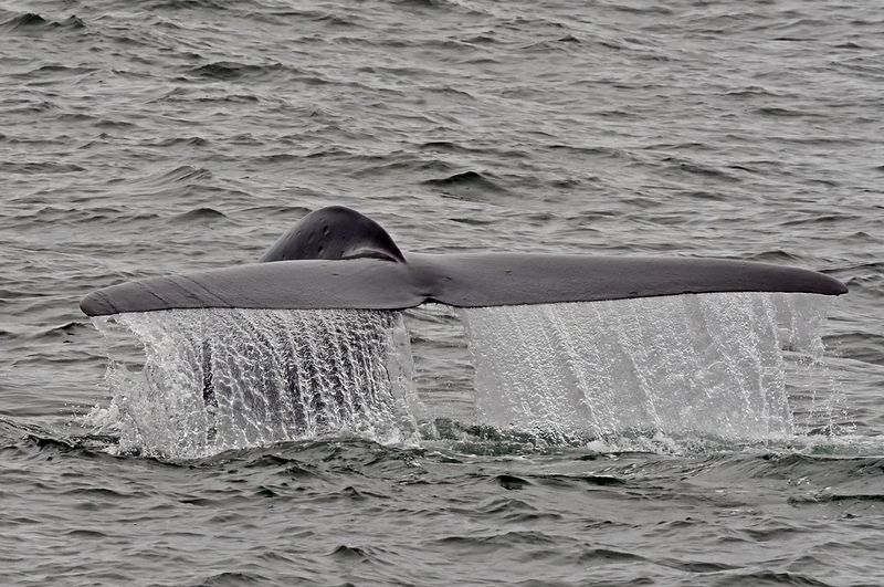 Blue Whale Tail