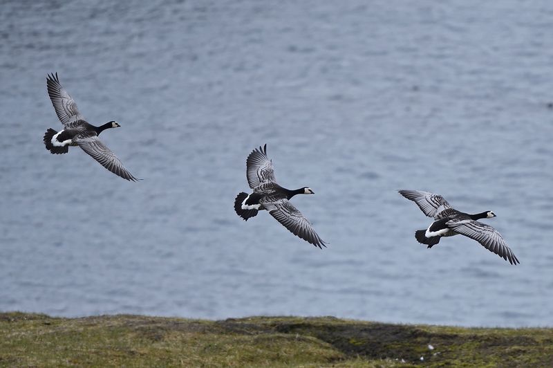 Canada Geese