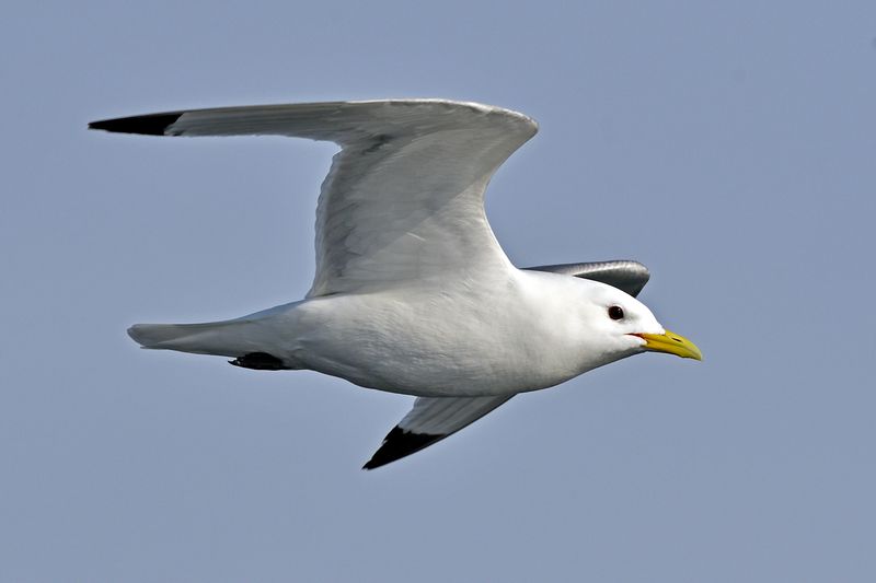 Kittiwake