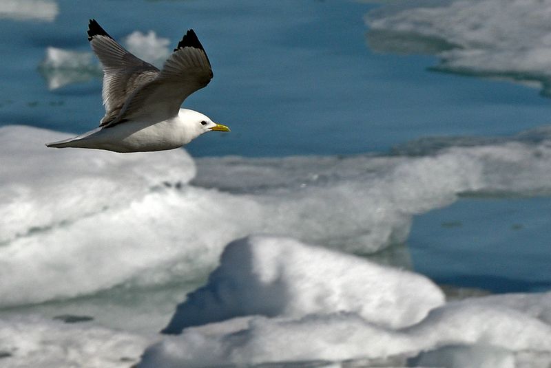 Kittiwake