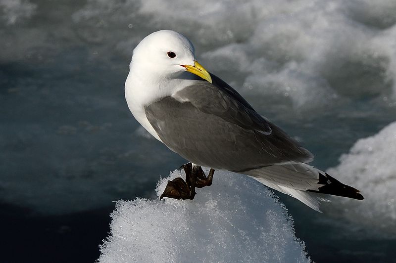 Kittiwake