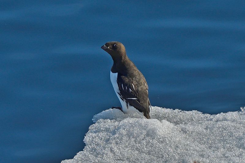 Little Auk