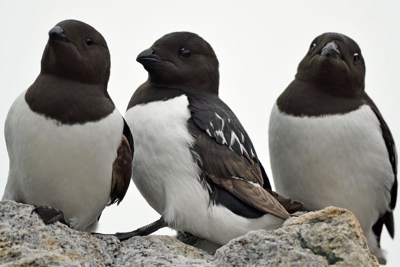 Little Auk