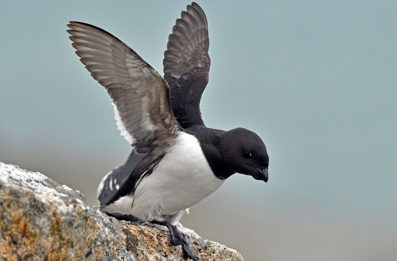 Little Auk