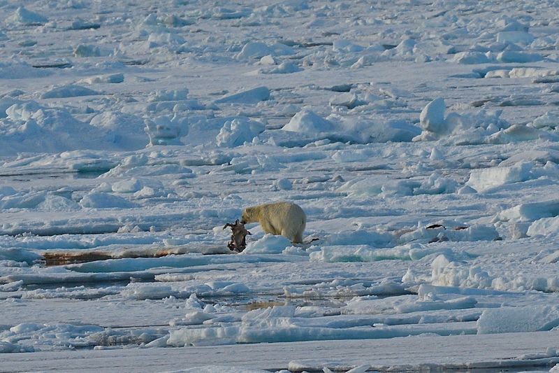 Polar Bear