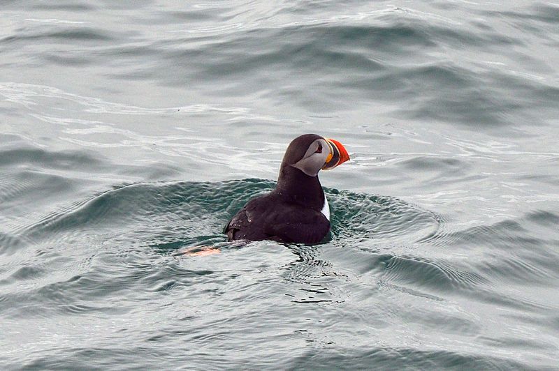 Puffin