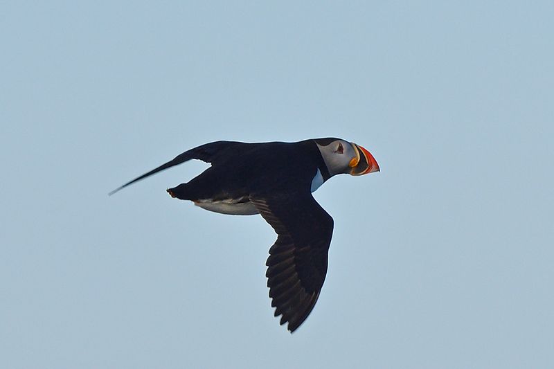 Puffin