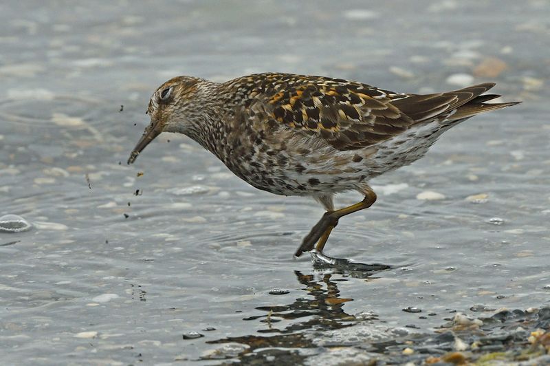 Purple Sandpiper