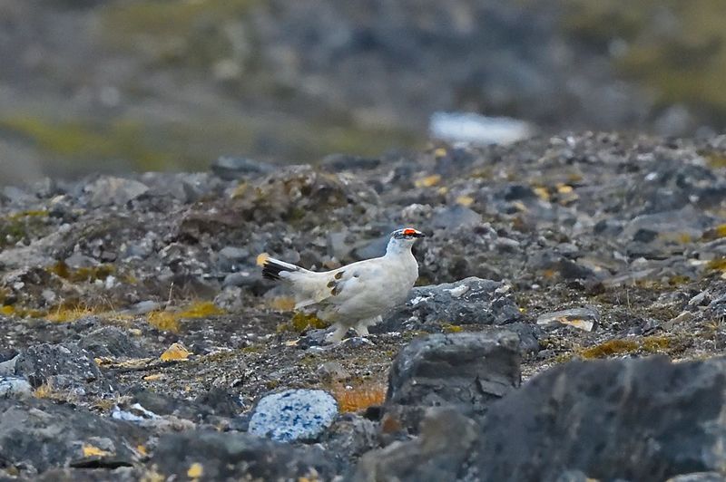 Rock Ptarmigan