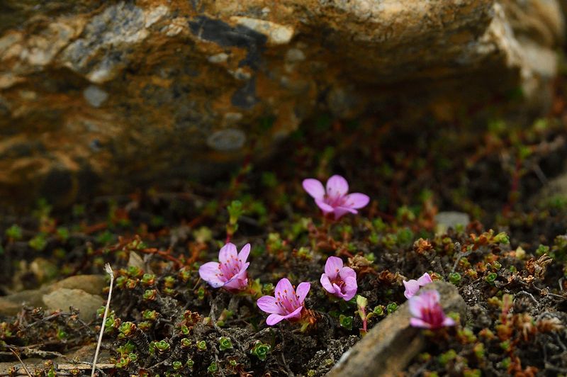 Saxifrage