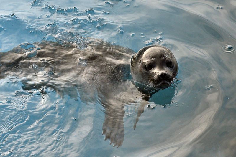 Seal