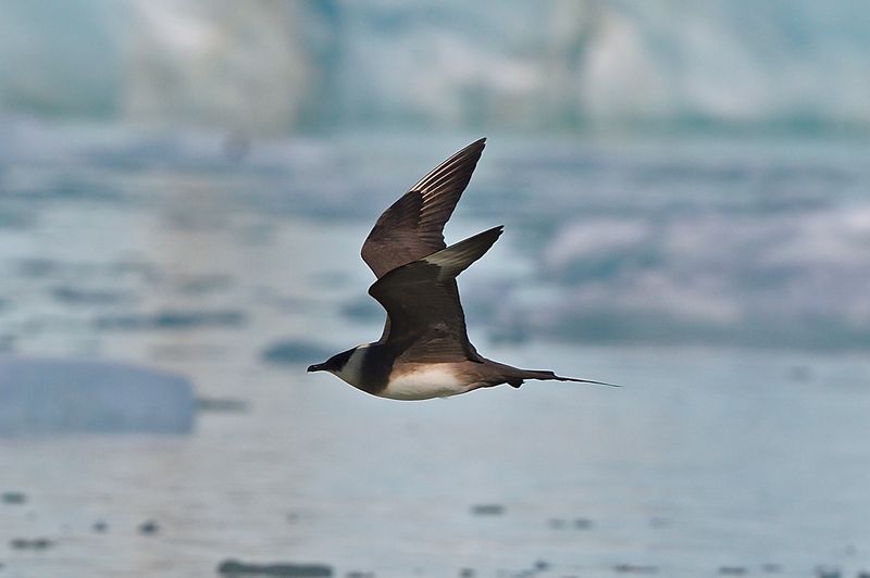 Skua