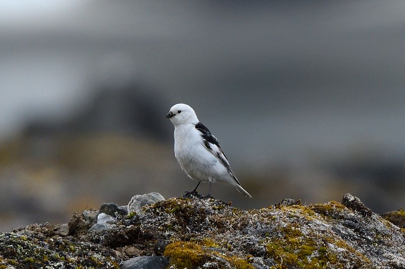 Snow Bunting