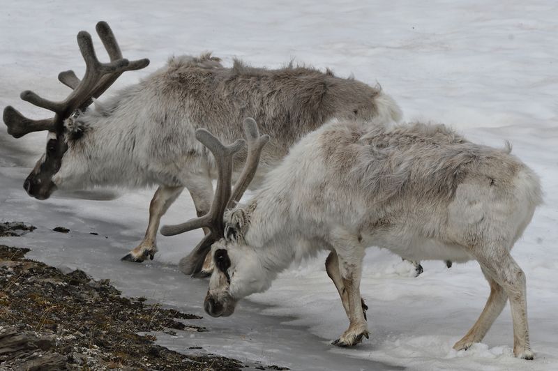 Svalbad Raindeer