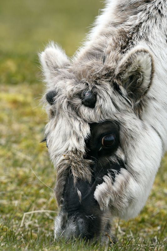 Svalbad Raindeer