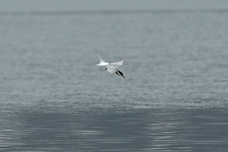 Tern