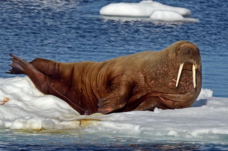 Walrus