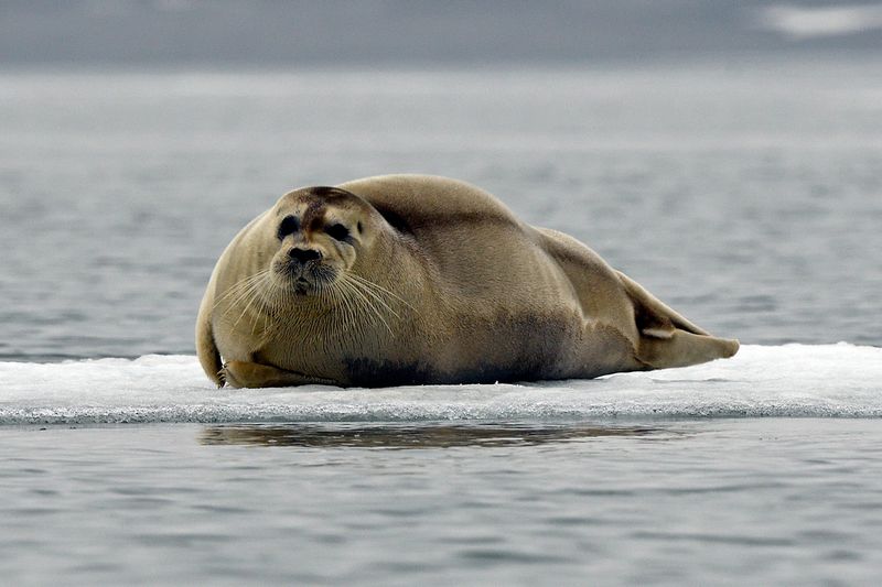 Bearded Seal