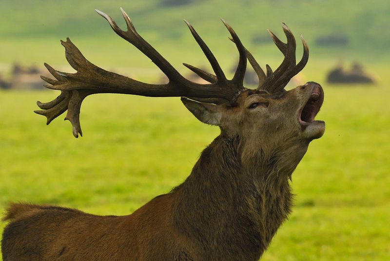 Woburn Deer Park