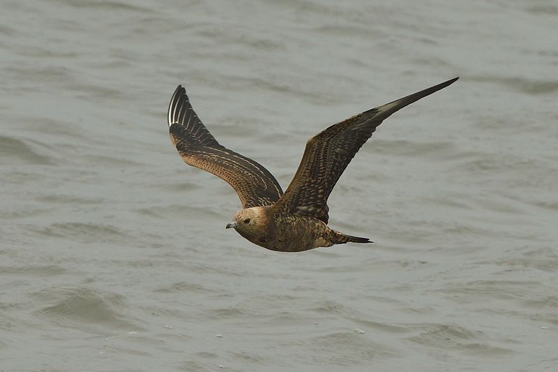 Skua - Arctic