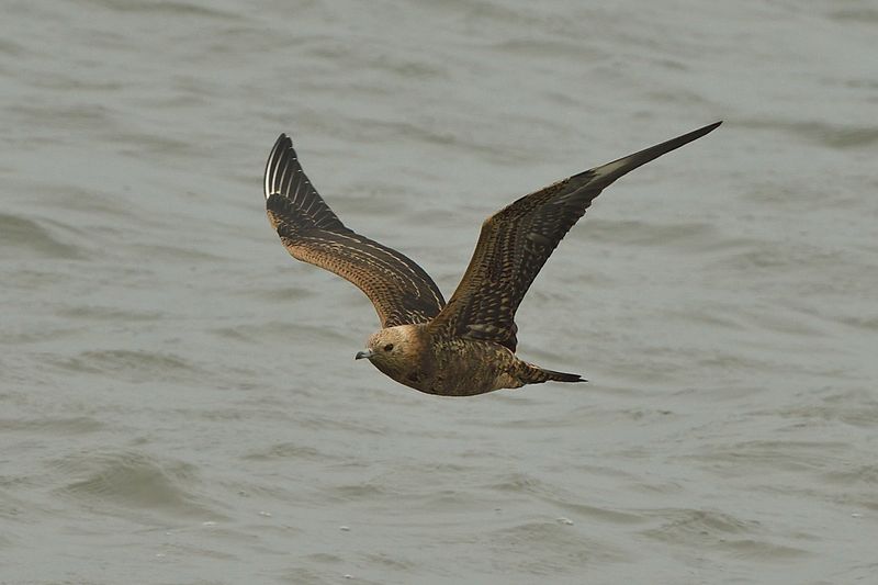 Arctic Skua