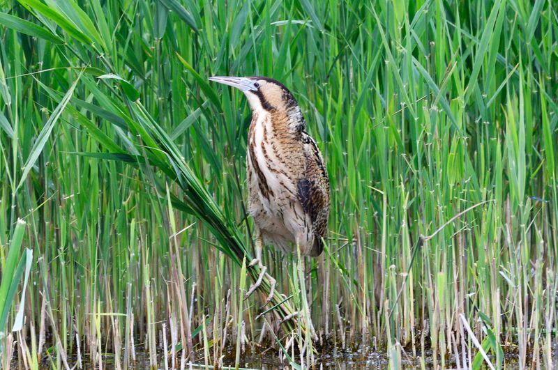 Bittern