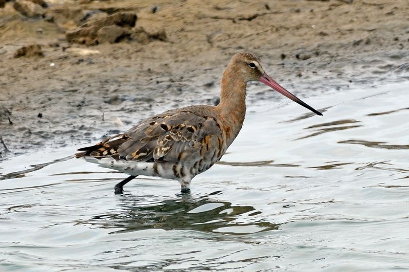 Godwit - Black Tailed